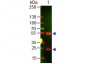 Anti-Swine IgG (H&L)  Secondary Antibody